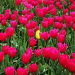 standing out from the crowd