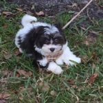 Havanese puppy