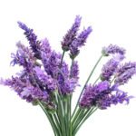 a bunch of lavender flowers on a white background